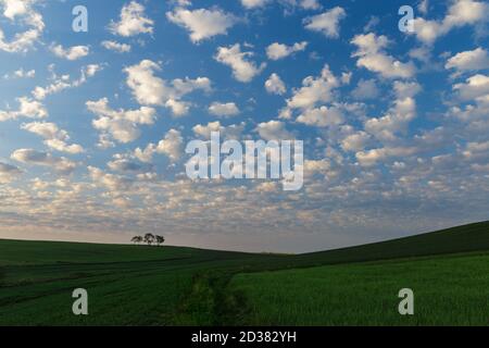 Beautiful green rolling hills under a vibrant blue sky filled with fluffy white altocumulus clouds. Stock Photo