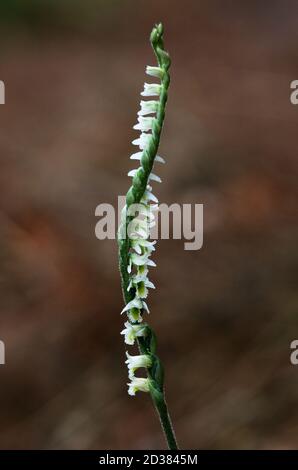 Autumn Lady's Tresses (Spiranthes spiralis) orchid flowers stem in a perfect spiral form against a natural out of focus background. Arrabida Natural P Stock Photo