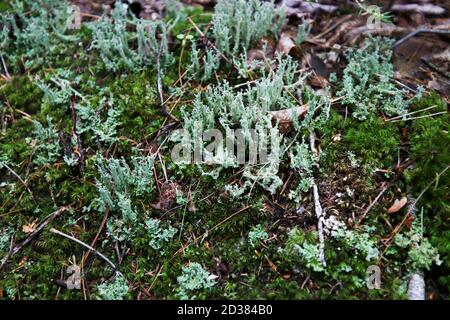 reindeer lichen and star moss Stock Photo