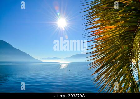Palm Leaf on a Foggy Alpine Lake Maggiore with Mountain and Sunbeam in Switzerland. Stock Photo