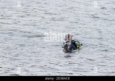 St. John's, Newfoundland / Canada - October 2020: A lone male swims in cold water wearing a black scuba diving suit.