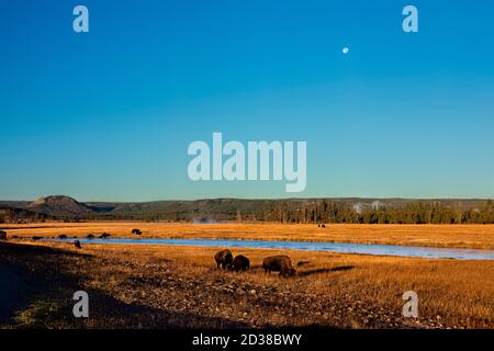 American bison under full moon, Hayden Valley, Yellowstone National Park, Wyoming, USA Stock Photo