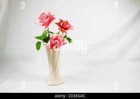 Three pink roses in vase isolated on white background Stock Photo