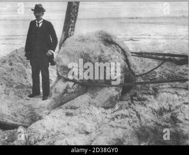 The St. Augustine Monster Stock Photo - Alamy