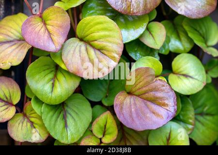 Dense green leaf pattern background - Asheville, North Carolina, USA Stock Photo