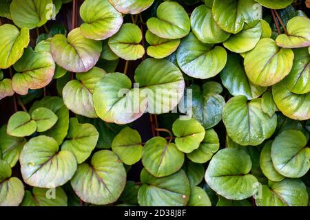 Dense green leaf pattern background - Asheville, North Carolina, USA Stock Photo