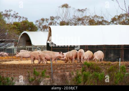 Free Range Pork Farm in the Field Stock Photo