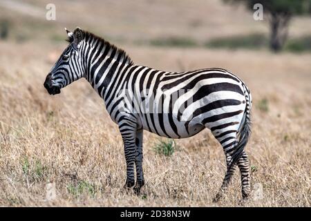 Plains zebras (Equus quagga) in Kenya, Africa Stock Photo