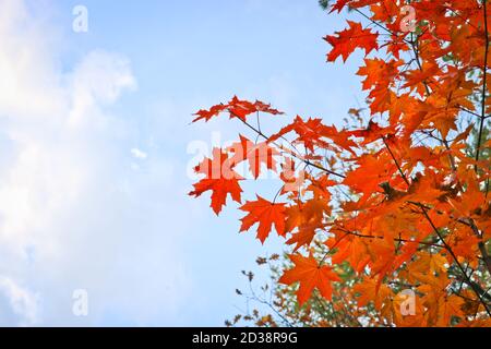 Bright red-orange maple leaves against the blue sky. Colorful autumn background. Indian summer. Stock Photo