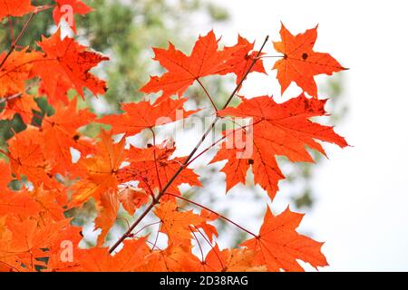 Bright red-orange maple leaves on the background of a pine forest. Colorful autumn background. Indian summer. Stock Photo