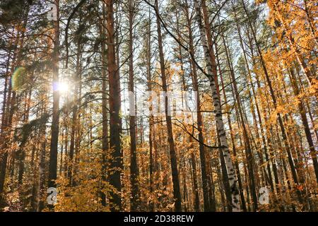 Indian summer is an autumn mixed forest with birches and pines. Colorful yellow birch foliage. Sunbeams making their way through tree branches. Stock Photo