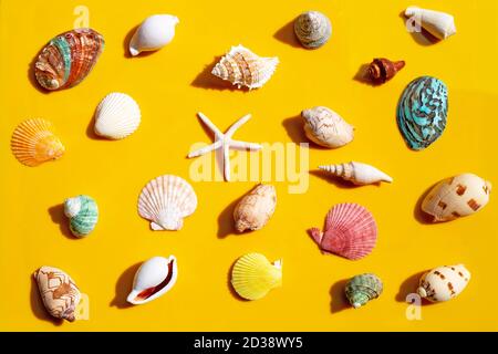 Composition of starfish and exotic sea shells on yellow background. Stock Photo