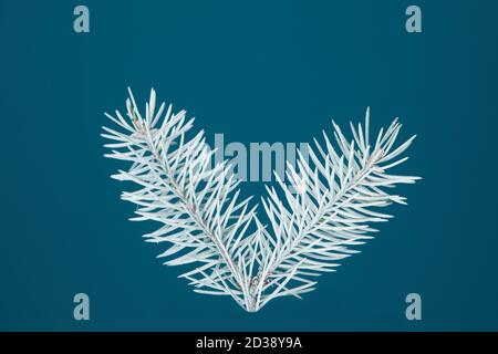 white heart-shaped fir branch isolated on blue background, Christmas fir. Valentine's Day Stock Photo