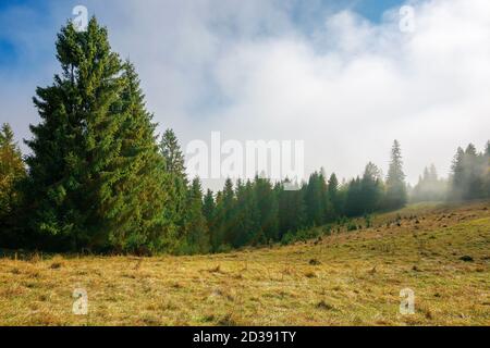 cold foggy morning. moody weather scenery. spruce forest on the grassy meadow in autumn. nature magic concept Stock Photo