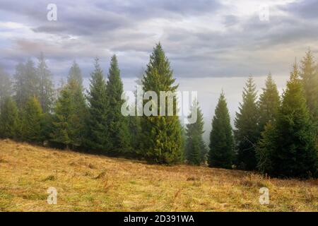 cold foggy morning. moody weather scenery. spruce forest on the grassy meadow in autumn. nature magic concept Stock Photo