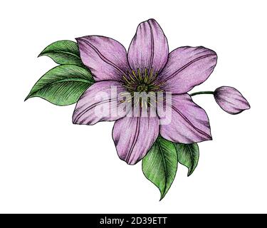 purple clematis flower isolated on white, hand drawn botanical floral illustration, beautiful and simple floral design Stock Photo