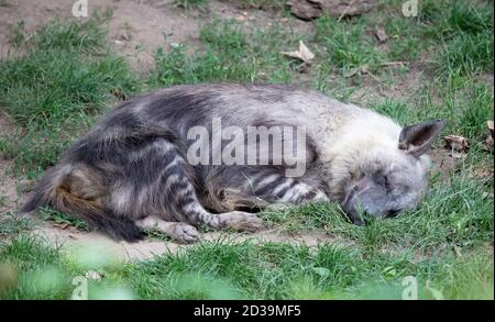 Hyena Parahyaena brunnea / Brown hyena called strandwolf, zoological garden Prague Stock Photo