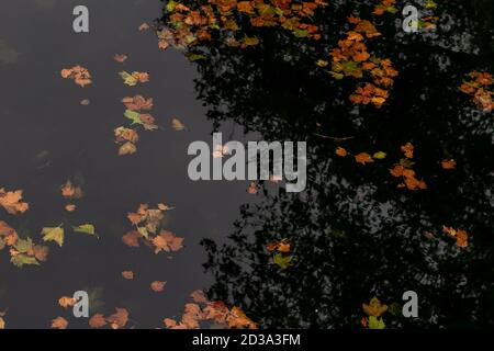 Bright autumn leaves in the puddle with reflection Stock Photo