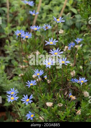 Blue Daisy, Felicia amelloides, in flower, from South Africa. Stock Photo