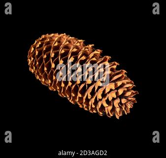 brown pine cone isolated on black background Stock Photo