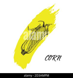 A sweet corn ear maize woodcut print or vintage etching style illustration Stock Vector