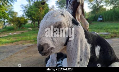 White color goat ling with black spots sitting fearless in a farmland. Stock Photo