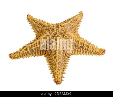 starfish isolated on a white background. Close-up. Side view Stock Photo