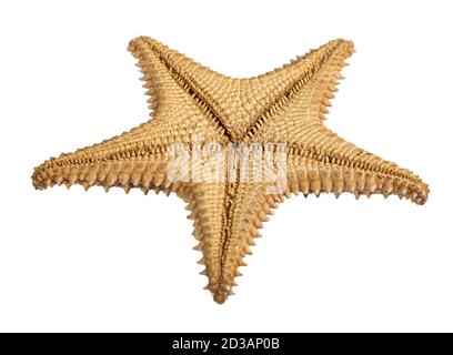 starfish isolated on a white background. Close-up. Bottom view Stock Photo