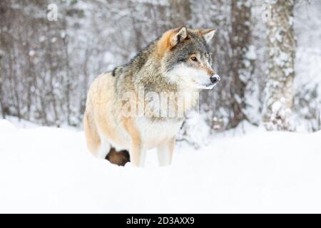 Beautiful alpha male wolf stands in the snow in beautiful winter forest Stock Photo