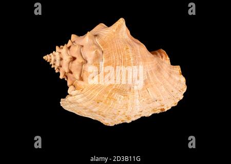 Sea shell isolated on a black background. Beautiful seashell Stock Photo
