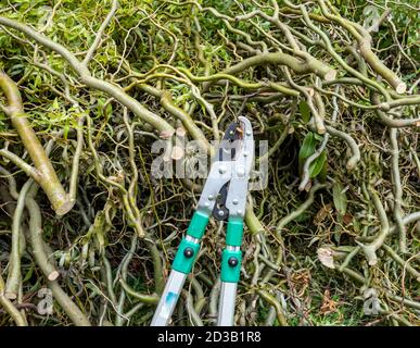 Pruning shears with willow branches Stock Photo
