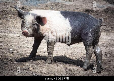 Baby piglet playing in the mud. Domestic animal in natural scene. Domestic pig, natural growth in normal conditions. Stock Photo
