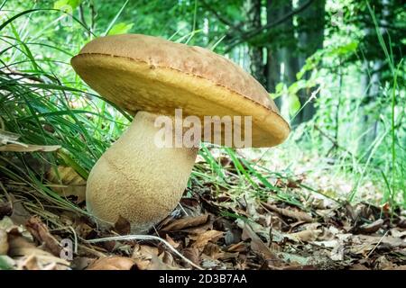 Birch bolete mushroom in the forest. Leccinum scabrum. Edible mushroom. Stock Photo