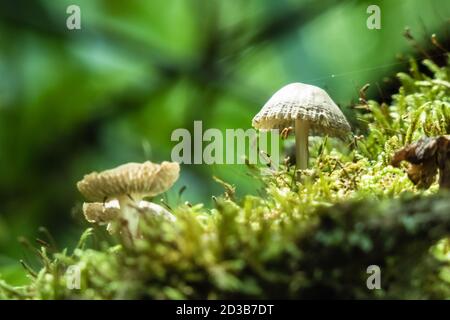 Mycenae galericulata, rosy-gill fairy helmet inedible mushrooms. Toxic. Very small poisonous mushroom. Stock Photo