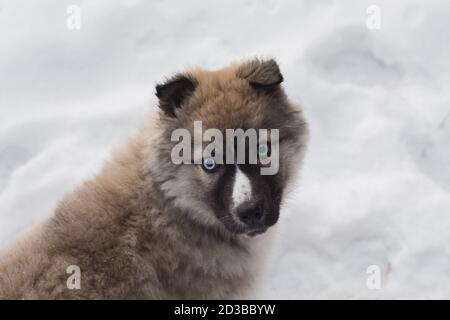 Little Husky puppy playing in snow. Portrait of cute little dog with big beautiful blue eyes. Best friend of human. Surprised pet close up. White spot Stock Photo