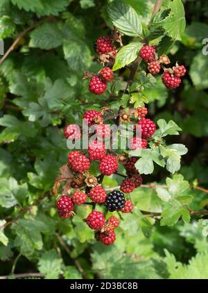 Wild Blackberries, Rubus fruticosus, at different stages of ripening, Worcestershire, UK Stock Photo