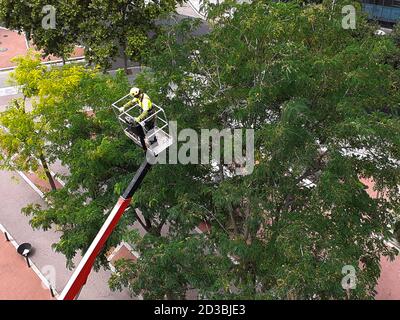 A professional arborist using chain saw to remove large limb while operating in an aerial work platform, or bucket. Stock Photo