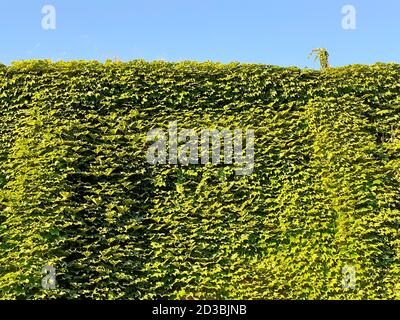 Dense ivy on wall fresh green leaves texture background Stock Photo