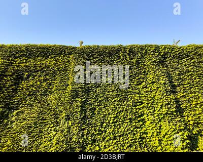 Dense ivy on wall fresh green leaves texture background Stock Photo