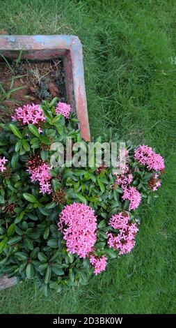 scenic view of whitish pink Ixora flowers and plants Stock Photo