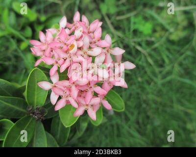 scenic view of whitish pink Ixora flowers and plants Stock Photo