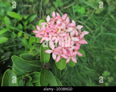 scenic view of whitish pink Ixora flowers and plants Stock Photo