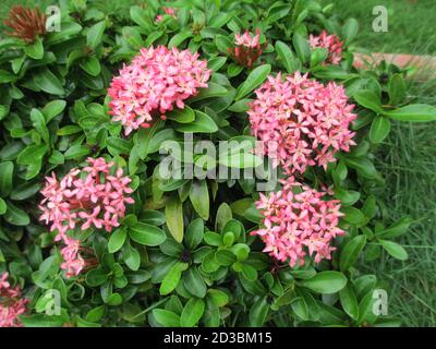 scenic view of whitish pink Ixora flowers and plants Stock Photo