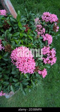 scenic view of whitish pink Ixora flowers and plants Stock Photo