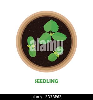 A small process of cucumber. Seedlings in a pot. Vector illustration Stock Vector