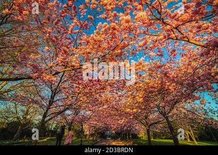 Sakura cherry alley or boulevard blooming with thick flowers shining with sunrise colours. The flowerage is a symbol of renewal and rebirth Stock Photo