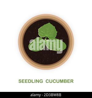 A small process of cucumber. Seedlings in a pot. Vector illustration Stock Vector