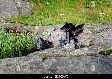 Young Hooded Crow, Corvus cornix taking a bath in a pool of rainwater gathered on a rock in natural environment. Stock Photo