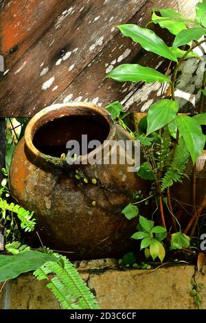 Large terracotta urn in an overgrown garden feature surrounded by ferns, timbers with lichen and lush green vegetation. Stock Photo