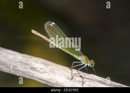 stunning scene with dragonfly sitting on a branch in its natural habitat Stock Photo